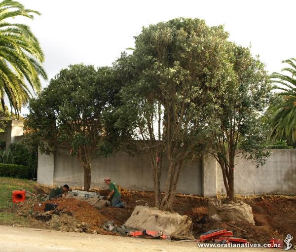 These three pohutukawas grown at our home site are being settled into their new home where they provide instant screening from the 2-storeyed house on the opposite side of the roadway. See May 2011 Update for further details.