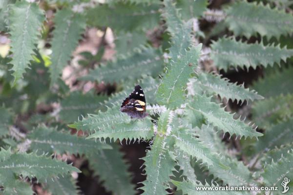 Planted Urtica ferox and the Admirals came...!