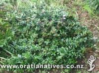 Right plant in the right place - Hebe obtusata