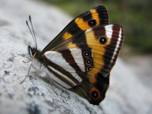 Forest Ringlet